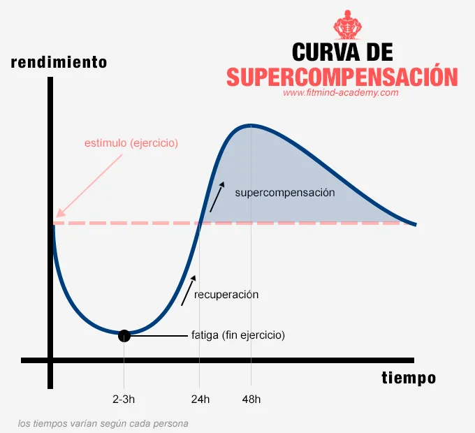 Curva de supercompensación: Importancia de la recuperación en el gym